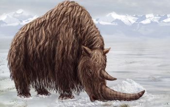 illustrtaion shwoing the ancestral woolly rhino in the Zanda Basin